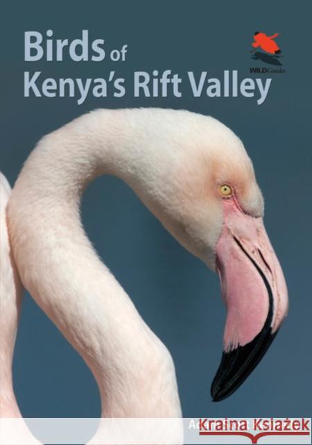 Birds of Kenya's Rift Valley Adam Scott Kennedy 9780691159072 Princeton University Press - książka