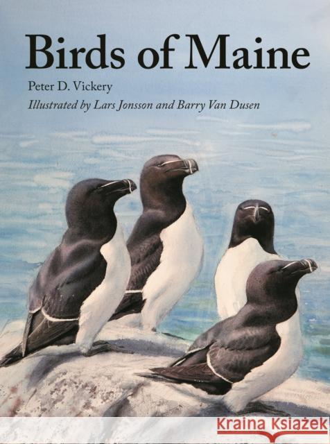 Birds of Maine Peter Vickery Charles Duncan Jeffrey V. Wells 9780691193199 Princeton University Press - książka