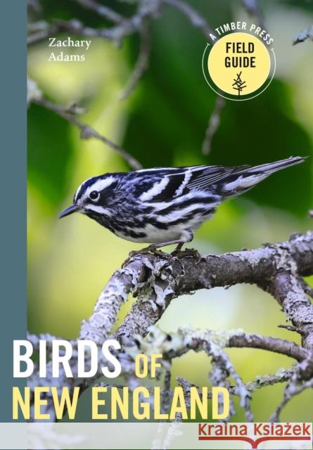 Birds of New England: A Timber Press Field Guide Zach Adams 9781643262017 Timber Press (OR) - książka