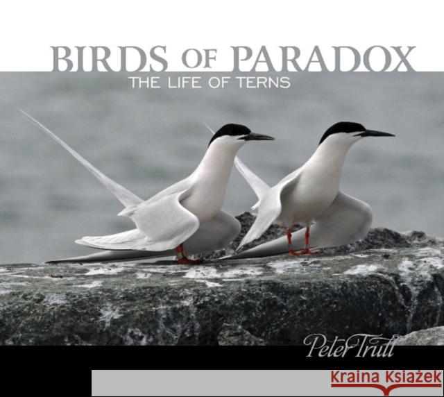 Birds of Paradox: The Life of Terns Peter Trull 9780764357640 Schiffer Publishing - książka