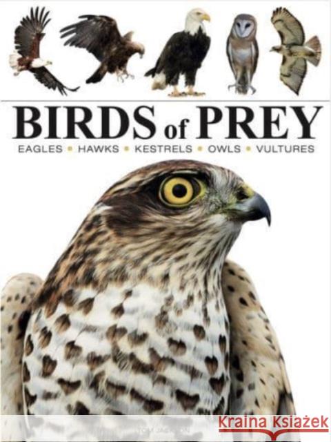 Birds of Prey Tom Jackson 9781838863555 Amber Books Ltd - książka