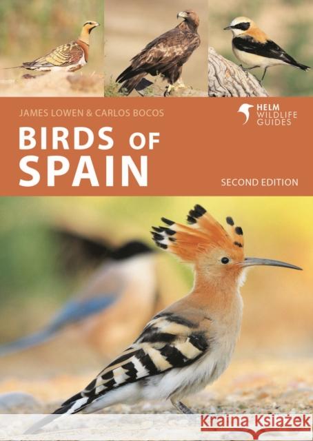 Birds of Spain Carlos Bocos Gonzalez 9781399405010 Bloomsbury USA - książka