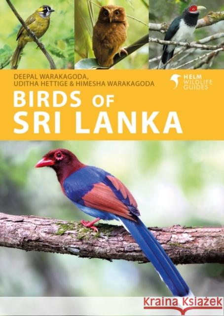 Birds of Sri Lanka Himesha Warakagoda 9781408110416 Bloomsbury Publishing PLC - książka