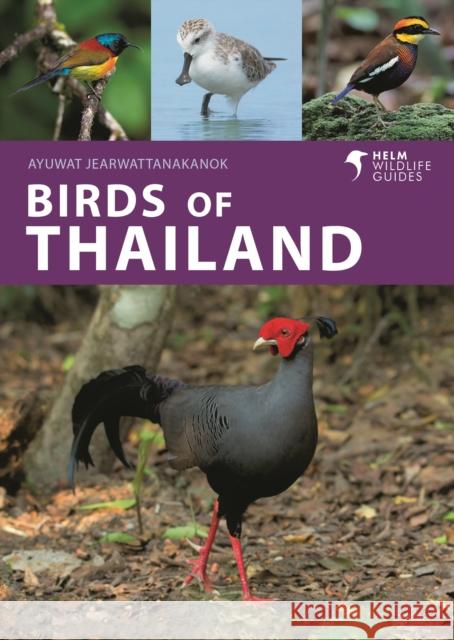 Birds of Thailand Ayuwat Jearwattanakanok 9781399414715 Bloomsbury Publishing PLC - książka