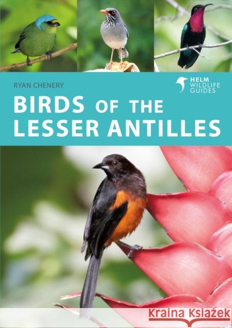 Birds of the Lesser Antilles Ryan Chenery 9781472989611 Bloomsbury Publishing PLC - książka