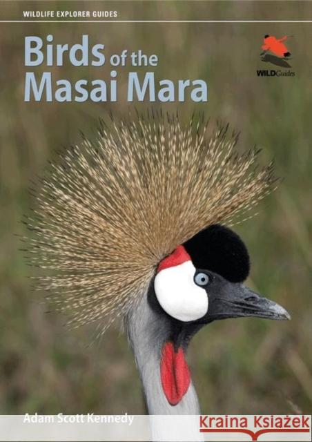 Birds of the Masai Mara Adam Scott Kennedy 9780691155944 Princeton University Press - książka