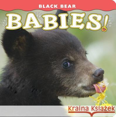 Black Bear Babies! Donald M. Jones 9781560375180 Farcountry Press - książka