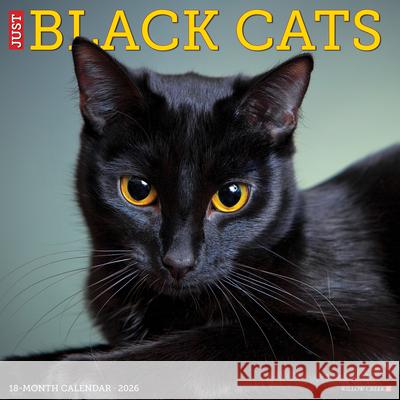 Black Cats 2026 12 X 12 Wall Calendar Willow Creek Press 9781549250286 Wlcp - książka
