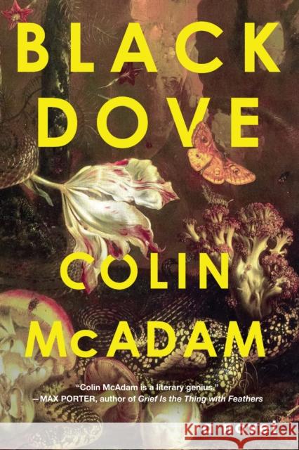 Black Dove Colin McAdam 9781641294225  - książka