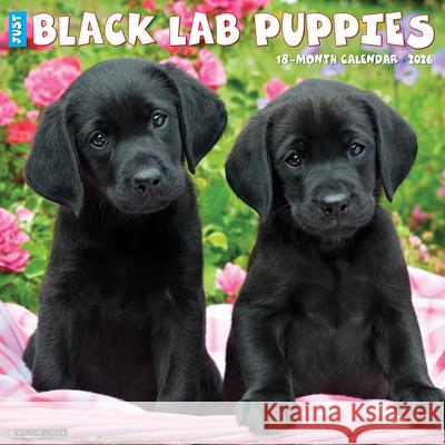Black Lab Puppies 2026 12 X 12 Wall Calendar Willow Creek Press 9781549250309 Willow Creek Press Calendars - książka