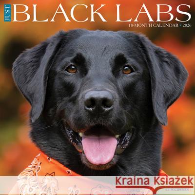 Black Labs 2026 12 X 12 Wall Calendar Willow Creek Press 9781549250316 Wlcp - książka