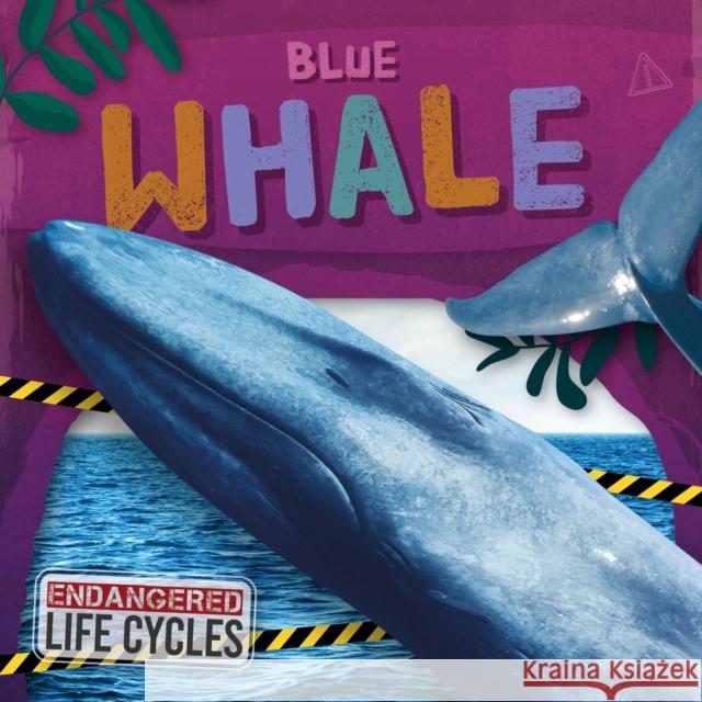 Blue Whale E.C. Andrews 9798893593938 North Star Editions - książka