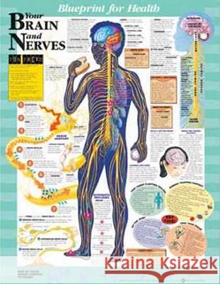 Blueprint for Health Your Brain and Nerves Chart  9781587797422 ANATOMICAL CHART CO ,U.S. - książka