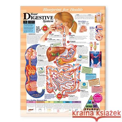 Blueprint for Health Your Digestive System Chart  9781587797392 ANATOMICAL CHART CO ,U.S. - książka