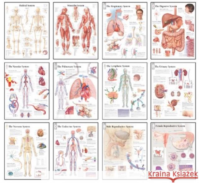Body Systems Chart Set Various 9781932922943 Scientific Publishing, Ltd - książka