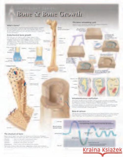 Bone & Bone Growth Laminated Poster Scientific Publishing 9781935612001 Scientific Publishing Limited - książka