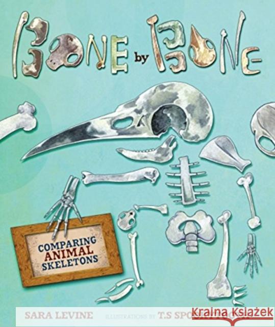 Bone by Bone: Comparing Animal Skeletons Sara C. Levine T. S. Spookytooth 9780761384649 Millbrook Press - książka