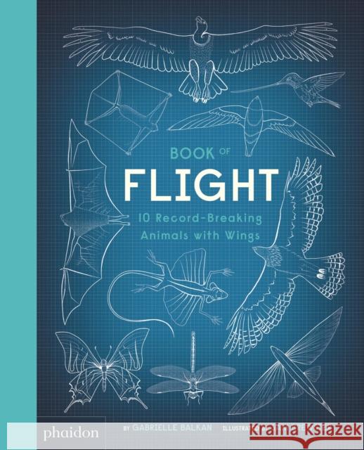 Book of Flight : 10 Record-Breaking Animals with Wings Gabrielle Balkan Sam Brewster  9780714878683 Phaidon Press Ltd - książka