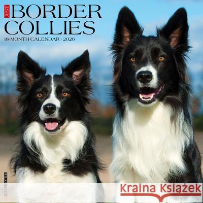 Border Collies 2026 12 X 12 Wall Calendar Willow Creek Press 9781549250323 Wlcp - książka