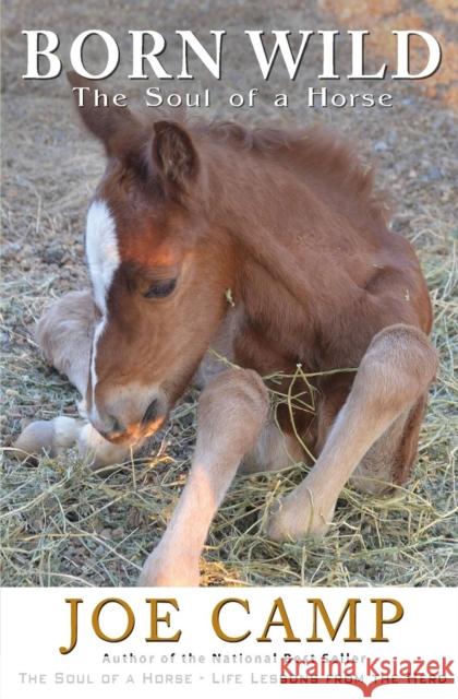 Born Wild - The Soul of a Horse Joe Camp, Kathleen Camp 9781930681507 14 Hands Press - książka