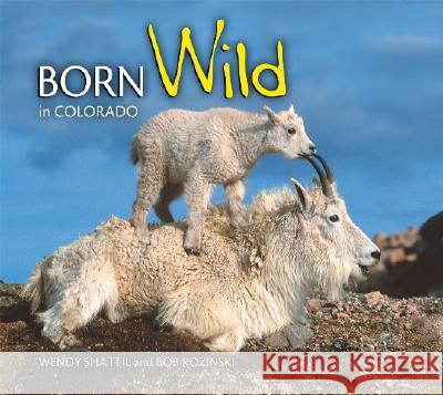 Born Wild in Colorado Wendy Shattil Bob Rozinski 9781560374121 Farcountry Press - książka