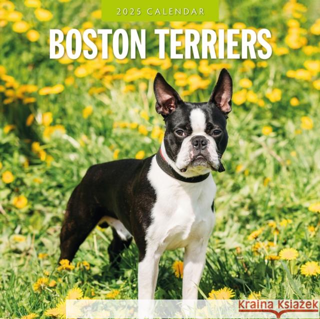 Boston Terriers 2025 Square Wall Calendar Red Robin 9781804424360 Red Robin Publishing Ltd. - książka