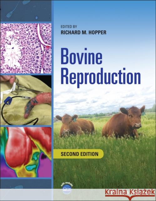 Bovine Reproduction Richard M. Hopper 9781119602361 Wiley-Blackwell - książka