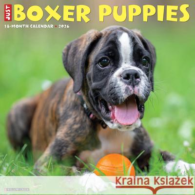 Boxer Puppies 2026 12 X 12 Wall Calendar Willow Creek Press 9781549250361 Willow Creek Press Calendars - książka