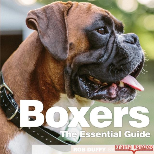 Boxers: The Essential Guide Rob Duffy 9781913296131 BX Plans Ltd - książka