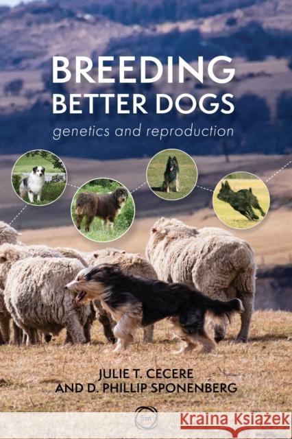 Breeding Better Dogs: Genetics and Reproduction D. Phillip Sponenberg 9781789182460 5M Books Ltd - książka