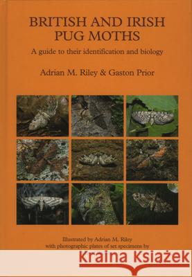 British and Irish Pug Moths – a Guide to their Identification and Biology Adrian Riley, Gaston Prior 9780946589517 Brill - książka