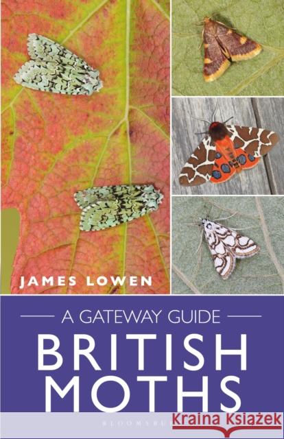 British Moths: A Gateway Guide James Lowen 9781472987389 Bloomsbury Publishing PLC - książka