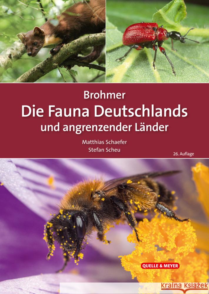 Brohmer - Die Fauna Deutschlands und angrenzender Länder  9783494019567 Quelle & Meyer - książka