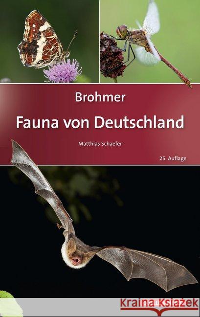 Brohmer - Fauna von Deutschland : Ein Bestimmungsbuch unserer heimischen Tierwelt  9783494017600 Quelle & Meyer - książka