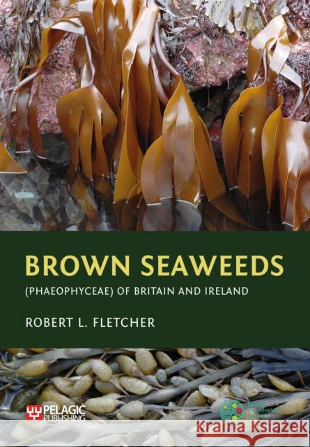 Brown Seaweeds (Phaeophyceae) of Britain and Ireland Robert L. Fletcher 9781784272470 Pelagic Publishing Ltd - książka
