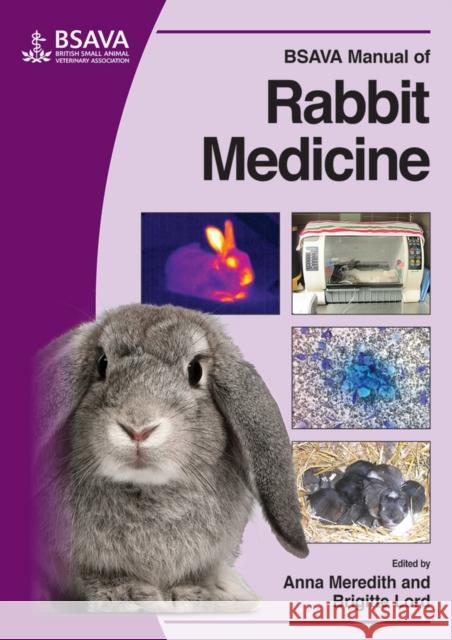 BSAVA Manual of Rabbit Medicine Meredith, Anna; Lord, Brigitte 9781905319497 John Wiley & Sons - książka