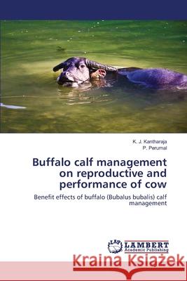 Buffalo calf management on reproductive and performance of cow K J Kantharaja, P Perumal 9783659360909 LAP Lambert Academic Publishing - książka
