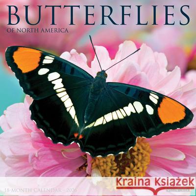 Butterflies 2026 Wall Calendar Willow Creek Press 9781549250453 Wlcp - książka