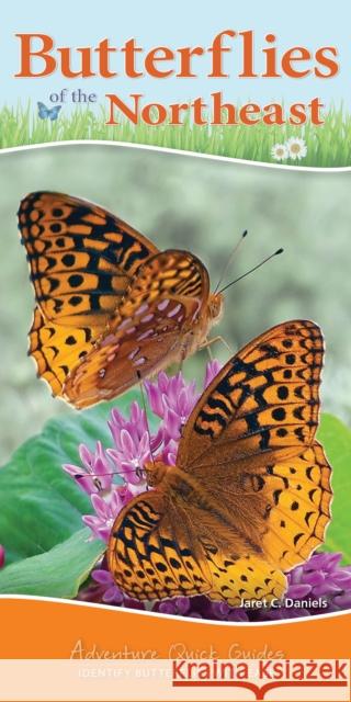 Butterflies of the Northeast: Identify Butterflies with Ease Daniels, Jaret C. 9781591938262 Adventure Publications - książka