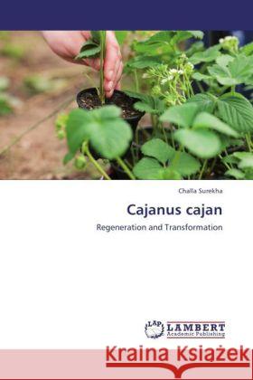 Cajanus cajan Surekha, Challa 9783847320470 LAP Lambert Academic Publishing - książka