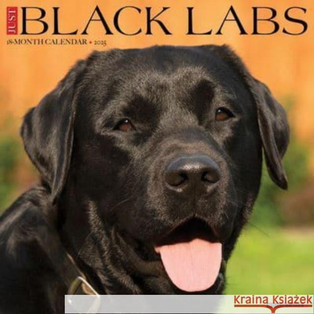 CAL 25 BLACK LABS 2025 WALL WALL 9781549241864 Willow Creek Press Calendars - książka