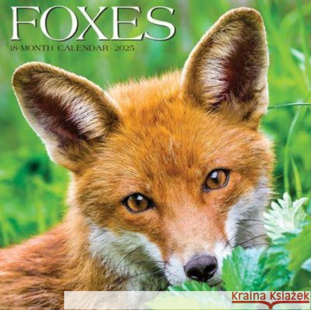 CAL 25 FOXES 2025 WALL WALL 9781549242939 Willow Creek Press Calendars - książka