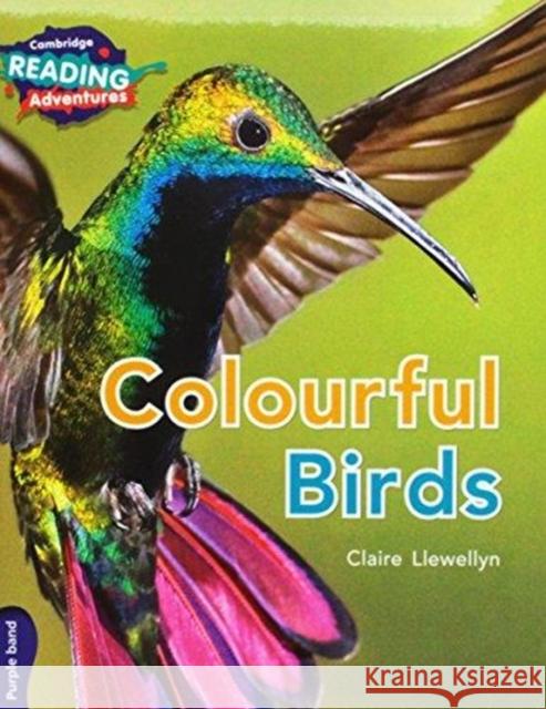 Cambridge Reading Adventures Purple Band Pack Jon Hughes Tom Bradman Galia Bernstein 9781108563574 Cambridge University Press - książka