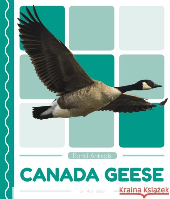 Canada Geese Matt Lilley 9781641855761 Pop! - książka