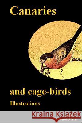 Canaries and cage-birds Illustrations Adrian, Iacob 9781495323195 Createspace - książka