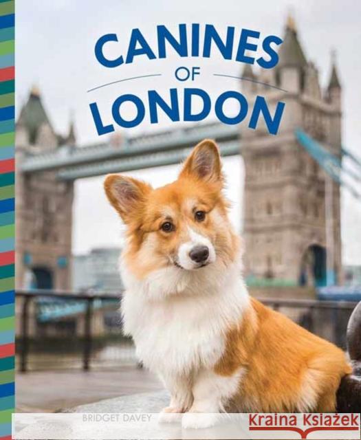 Canines of London Bridget Davey 9781681885056 Weldon Owen - książka