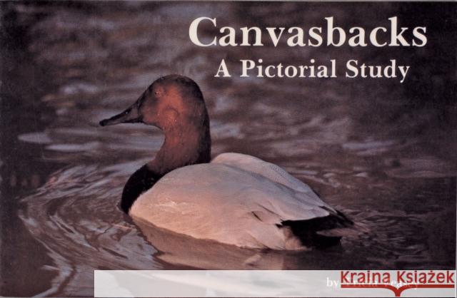 Canvasbacks: A Pictorial Study Tricia Veasey 9780887401541 Schiffer Publishing - książka
