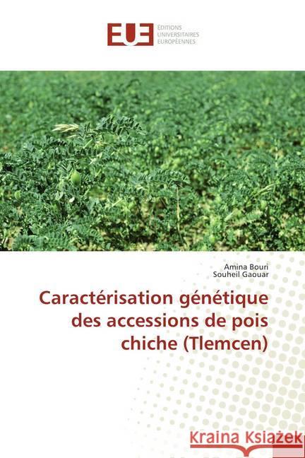 Caractérisation génétique des accessions de pois chiche (Tlemcen) Bouri, Amina; Gaouar, Souheil 9786202280815 Éditions universitaires européennes - książka