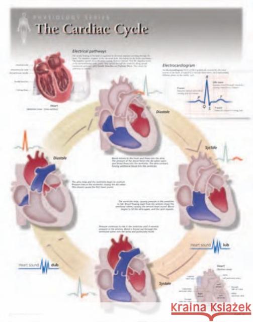 Cardiac Cycle Laminated Poster Scientific Publishing 9781935612049 Scientific Publishing Limited - książka