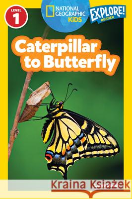 Caterpillar to Butterfly Laura Marsh 9781426309205  - książka